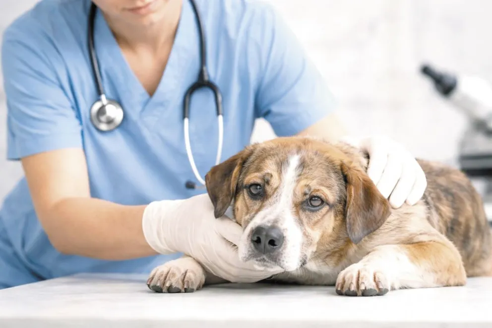 "Hago música honesta y sincera con lo que siento" imagen-8