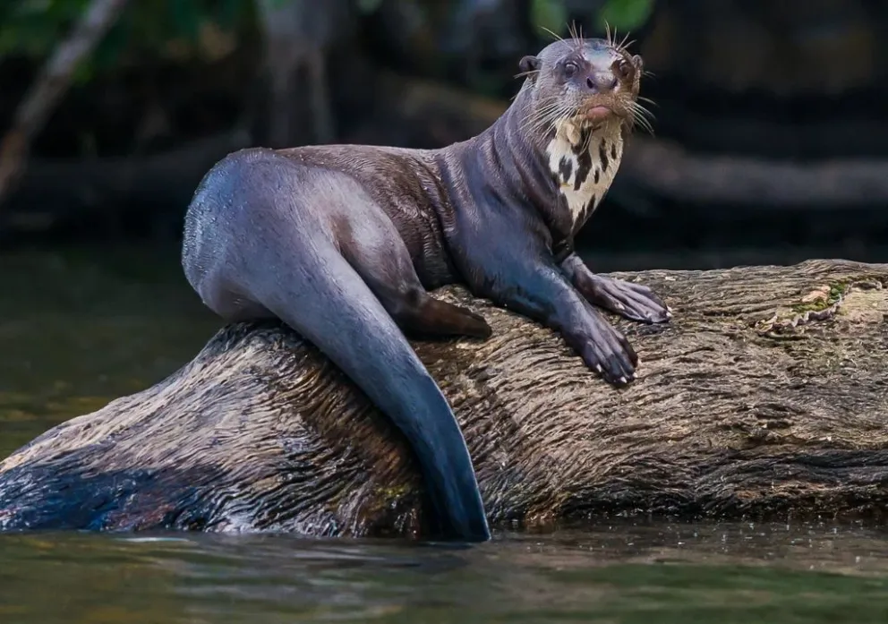 La nutria gigante.
