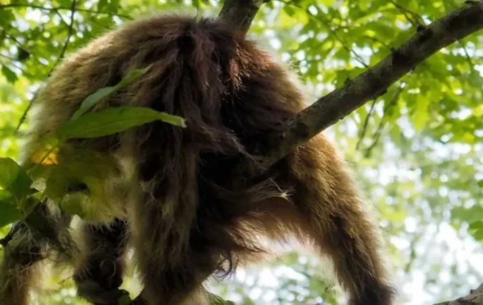 La Justicia frena la reforma laboral: “vulnera derechos y nos hace retroceder 100 años” imagen-10