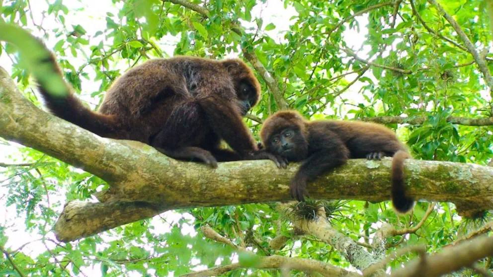 Obesidad: reclaman avanzar en una ley nacional imagen-9