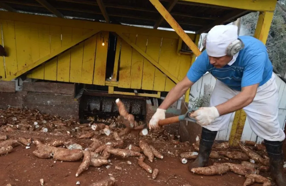 La mandioca, producto clave en la zona, en una crisis profunda.