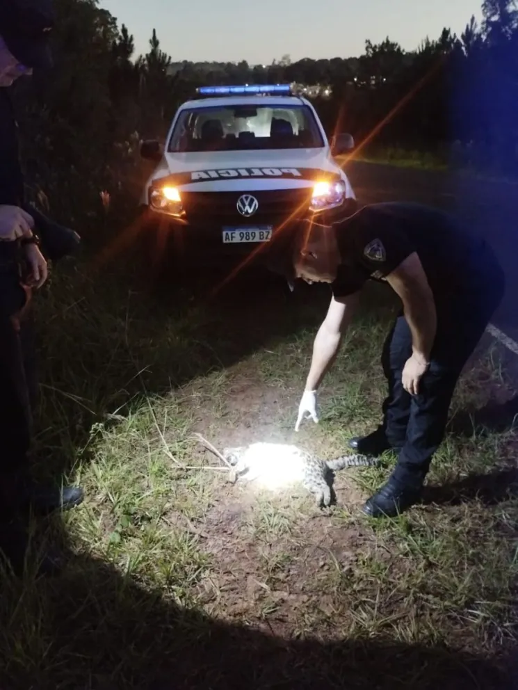 Hallaron un gato tirica muerto a la vera de la ruta 5 en Oberá 6 Hallaron un gato tirica muerto a la vera de la ruta 5 en Oberá imagen-5