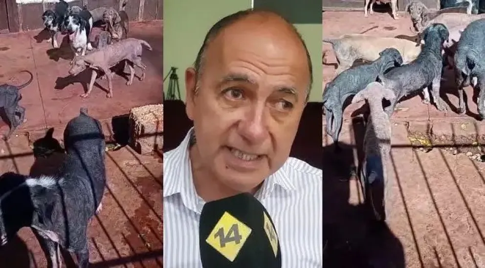 Elevaron a $600 mil la recompensa por datos de los perros desaparecidos en Guaraní imagen-6