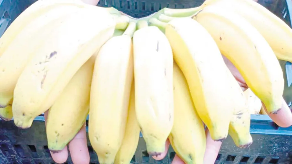 Las bananitas prata, aunque de menor tamaño, ofrecen firmeza y mayor duración que otras variedades.  