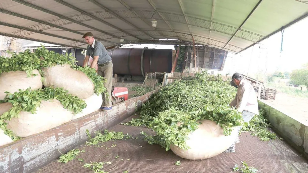 Récord de exportaciones en yerba, pero poca rentabilidad imagen-5