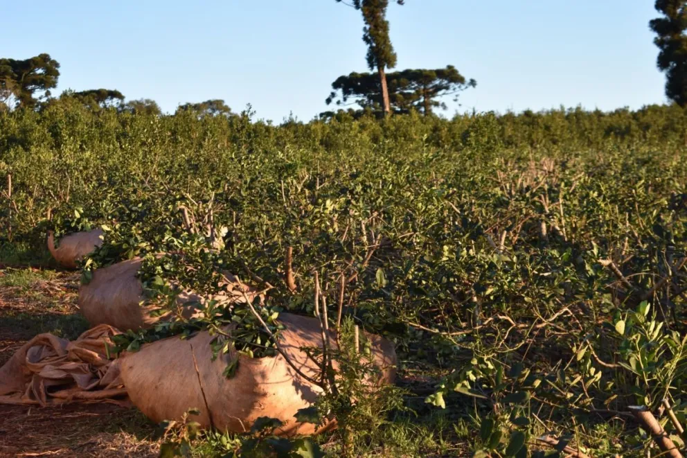 La yerba es uno de los principales motores de San Pedro.  Foto: Carina Martínez
