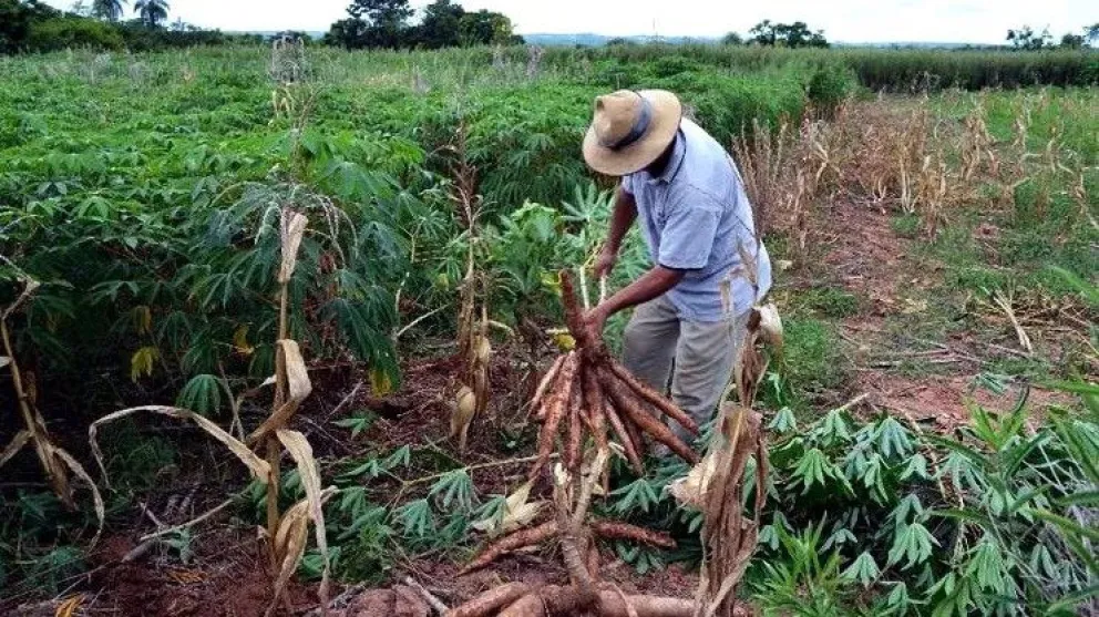 Mandioca con menos IVA: bajo impacto fiscal y ayuda a productores y celíacos imagen-5