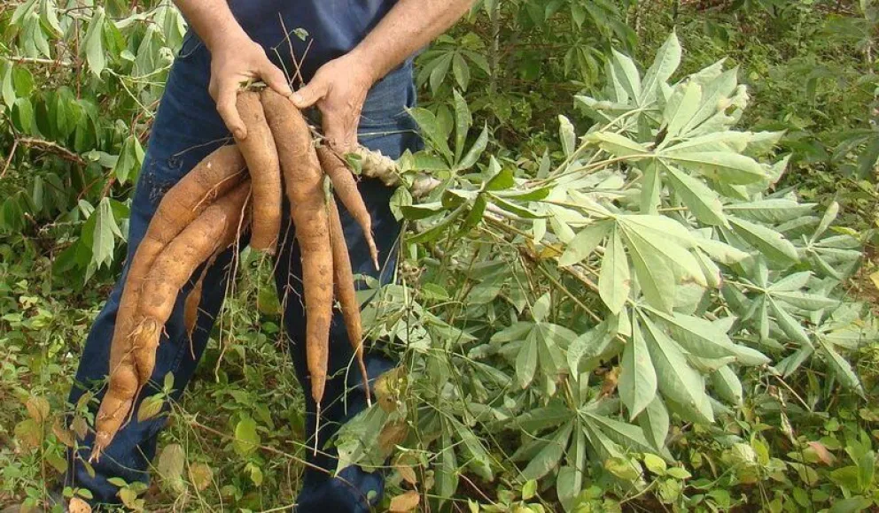 La Cooperativa Agrícola detalló los precios que pagan en la actualidad.