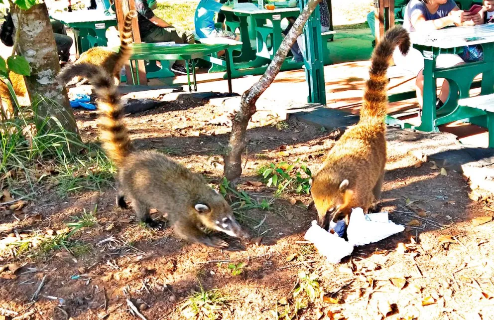 Día del Animal, alertan sobre riesgos a la fauna de Iguazú imagen-5