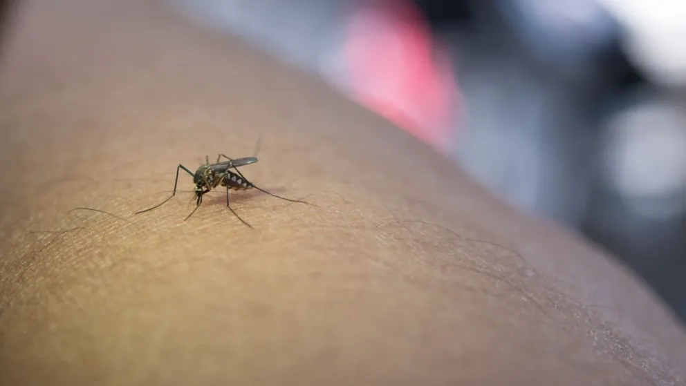 Aedes Aegypti es el mosquito transmisor de la enfermedad.
