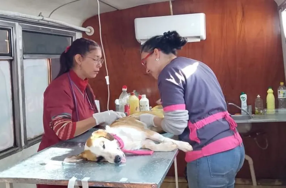 Las mascotas deben asistir con ayuno previo. Foto: Esteban González