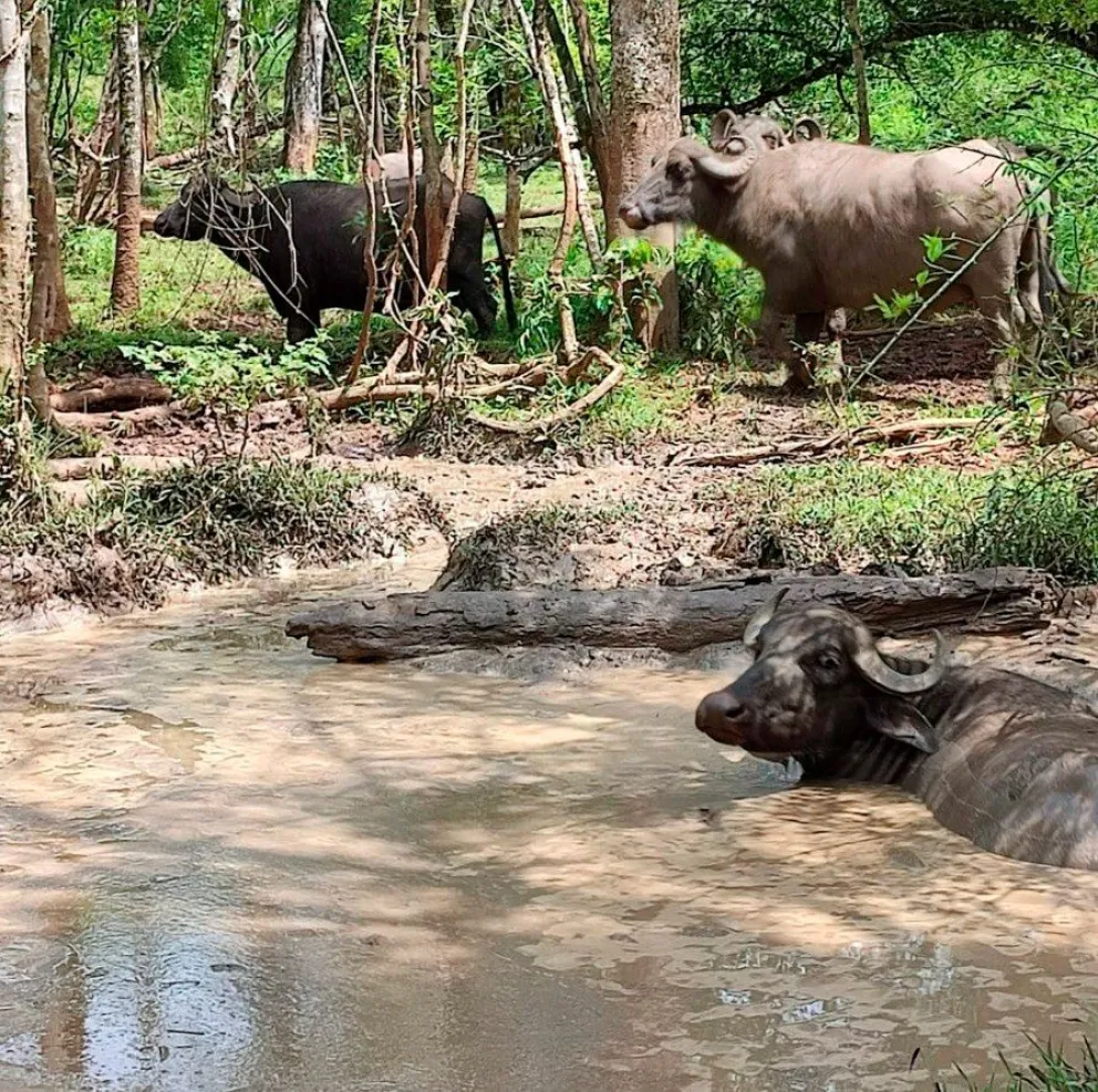 En el verano a los búfalos les gusta refrescarse en un arroyo o bañado y soportan mejor el calor. 