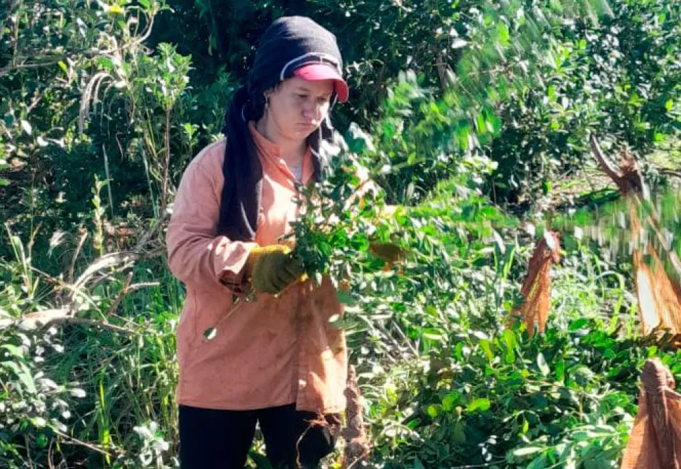 Las mujeres ponen el hombro a la cosecha por el éxodo de tareferos imagen-6