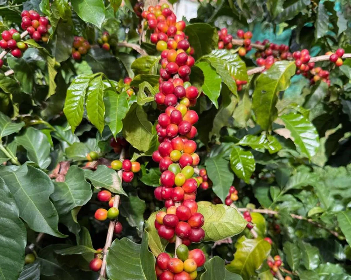 Cerezas maduras de cafeto