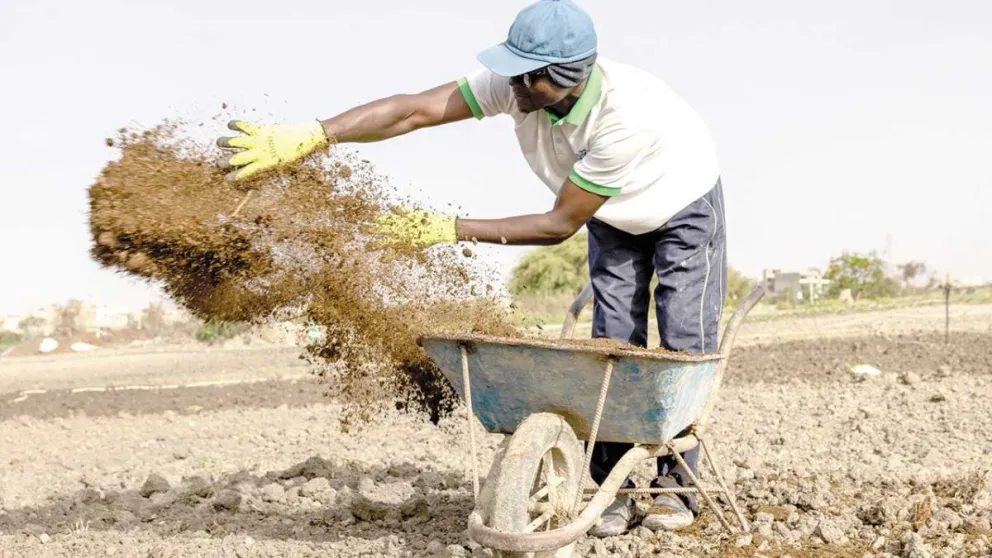 En África agricultores intensifican el uso de abonos naturales.  Foto: AP