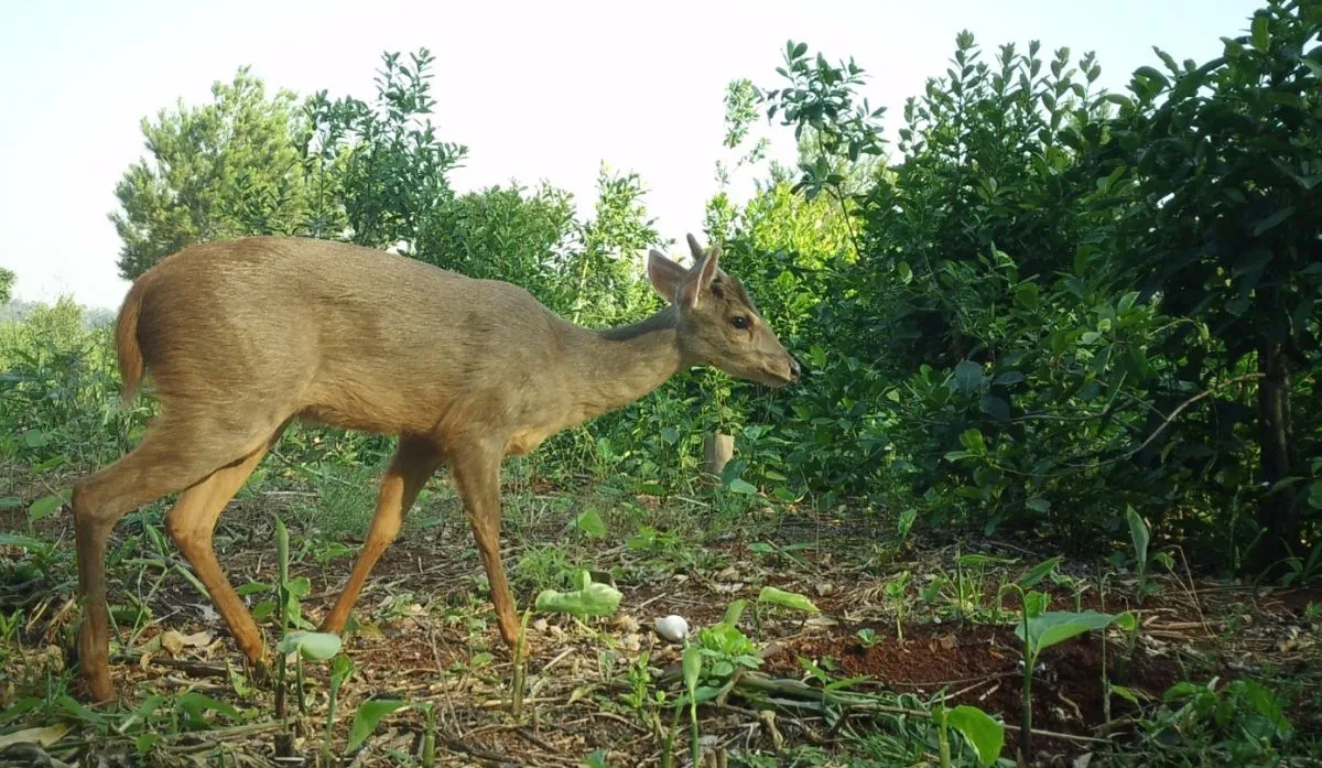 Investigación relevó la importancia de los yerbales para conservar especies imagen-8