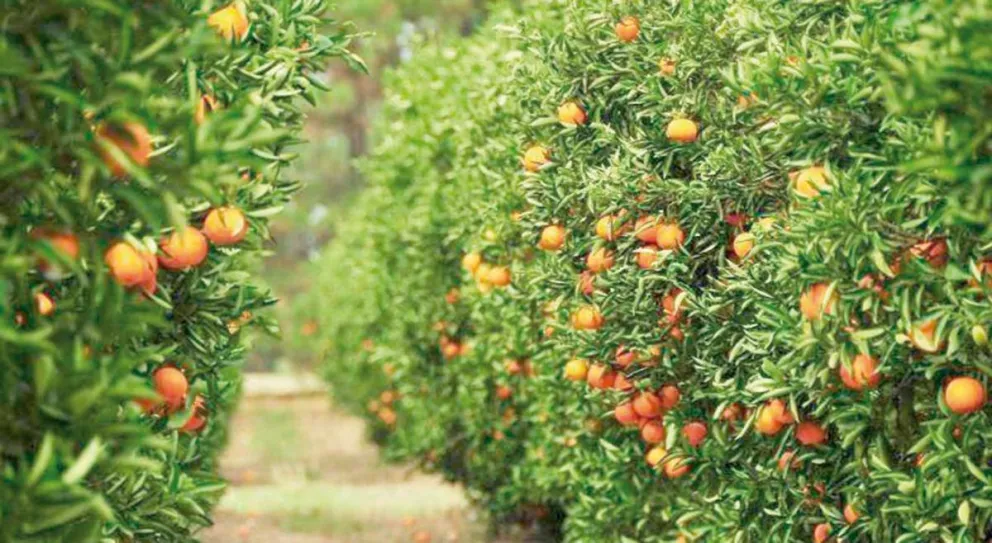 En la provincia litoraleña hay plantas cargadas con frutos muy maduros. 