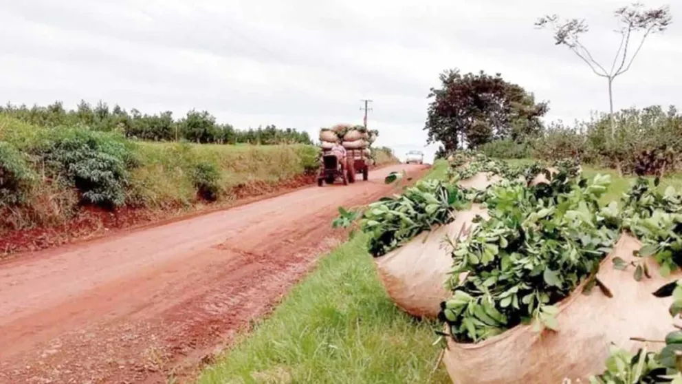 La cosecha gruesa de yerba avanza muy lenta y en general se pagan valores por debajo de los 300 pesos. Foto: Víctor Piris