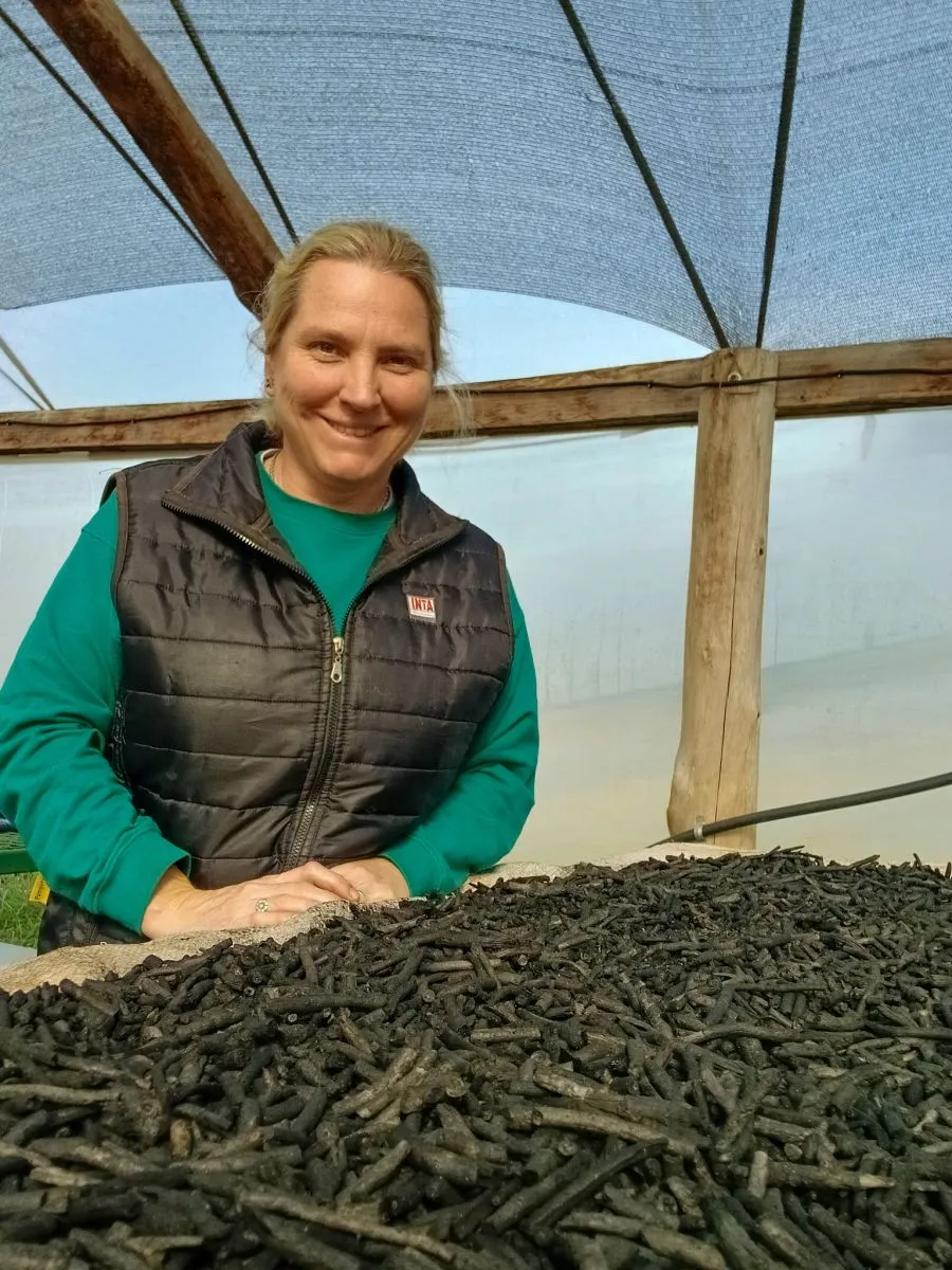 De residuo a recurso: investigan el potencial de los palitos de yerba mate para producir biocarbón