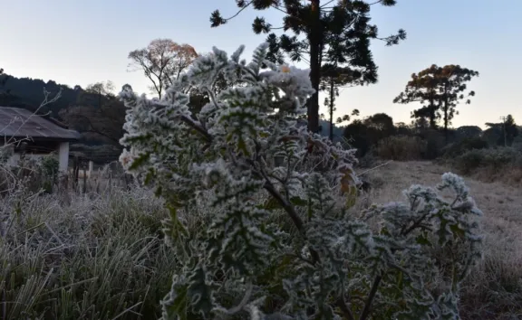 El invierno se hace sentir con temperaturas bajo cero, heladas y bancos de niebla en Misiones