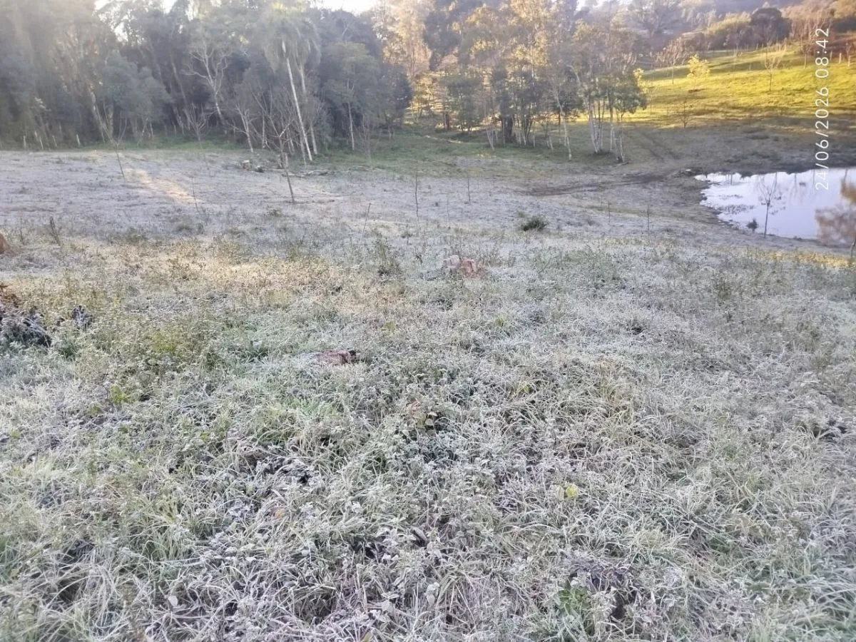 Preocupa a ganaderos la rápida pérdida de pasturas por las heladas