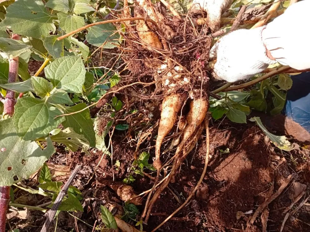El yacón es una raíz comestible de cultivo ancestral en las regiones andinas de Latinoamérica.