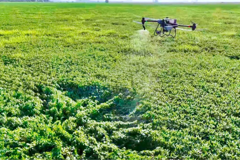 Los drones permiten aplicar químicos con exactitud en donde más se necesitan. Foto: Inta