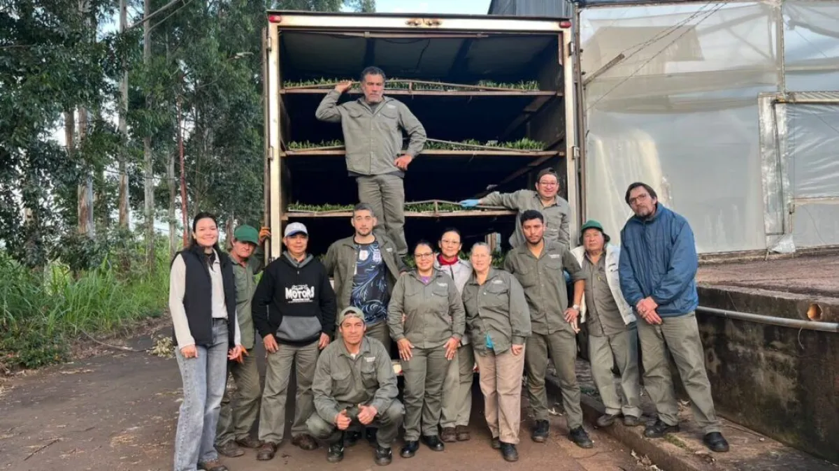 Más de 300 mil plantines de banano producidos en Misiones llegarán este año a Salta
