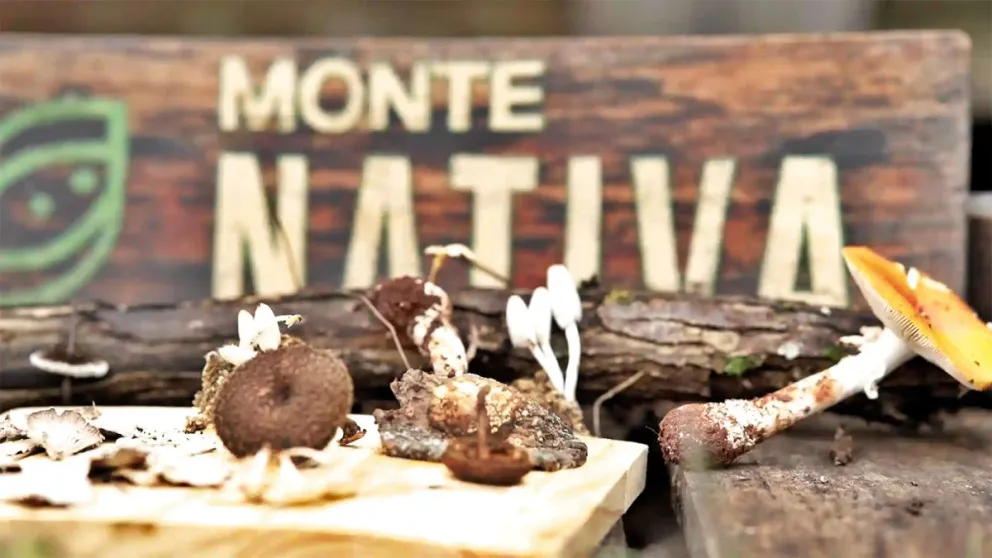 Hay gran variedad de hongos que crecen silvestres. //Fotos: gentileza Monte Nativa.