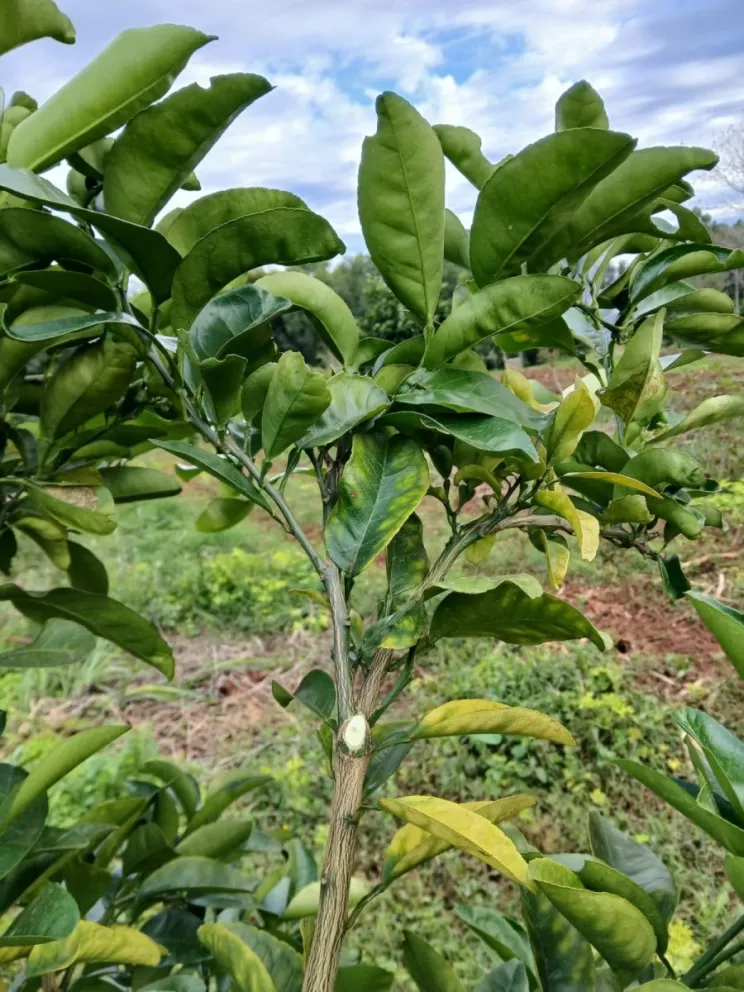 Joven frutal con copa más despejada para el ingreso de más luz. Foto gentileza L.Acuña