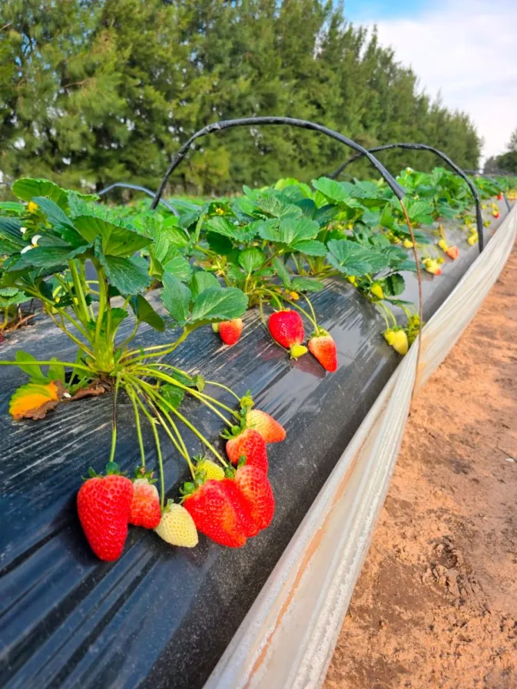 Las frutillas se cultivan sobre lomas de tierra.  Fotos: gentileza Establecimiento La Elisa 