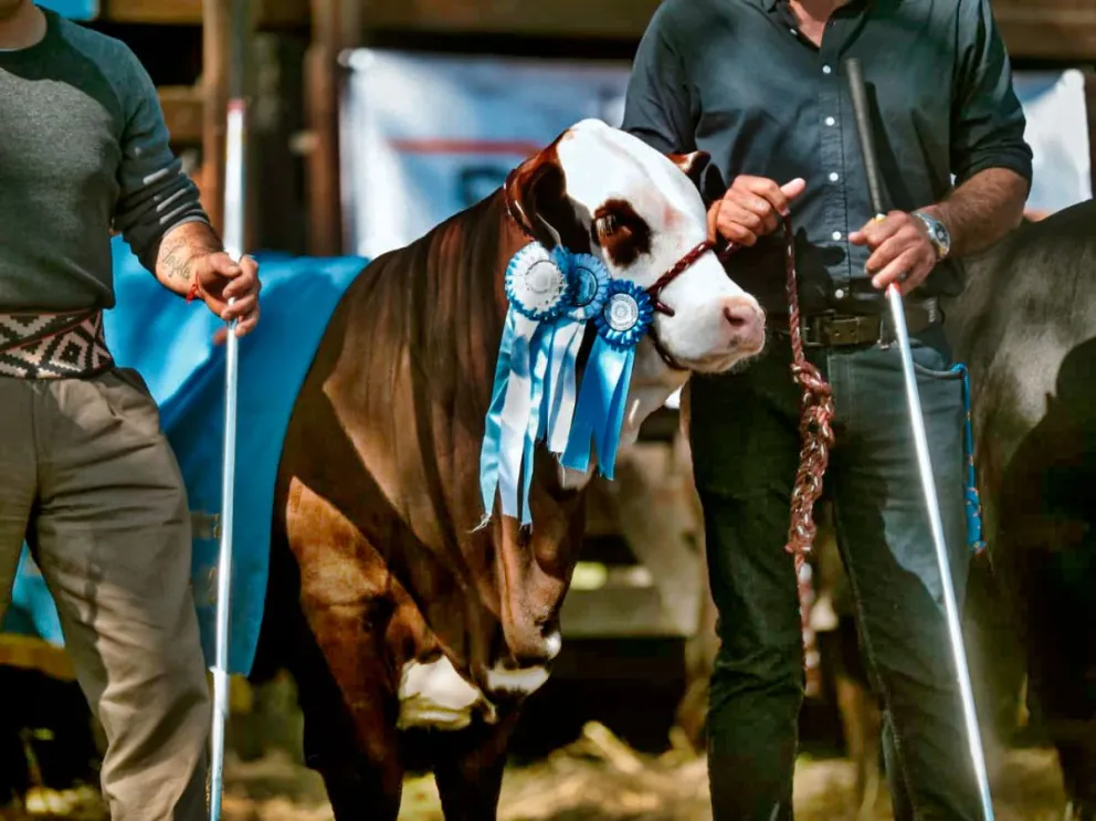 La cabaña Braford ya tiene animales premiados por su gran genética.  