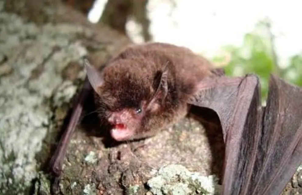 El ejemplar encontrado y que dio positivo pertenece a la especie insectívora Myotis nigricans. 