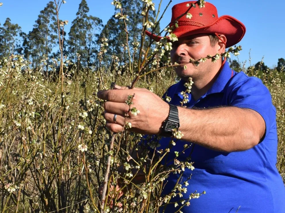 El arándano representa el principal sostén económico de la familia Wernes. Foto: Carina Martínez