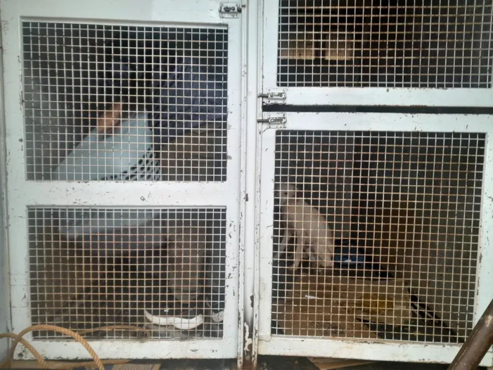 Rescatan 8 perros y 6 gatos en una causa por presunto maltrato animal