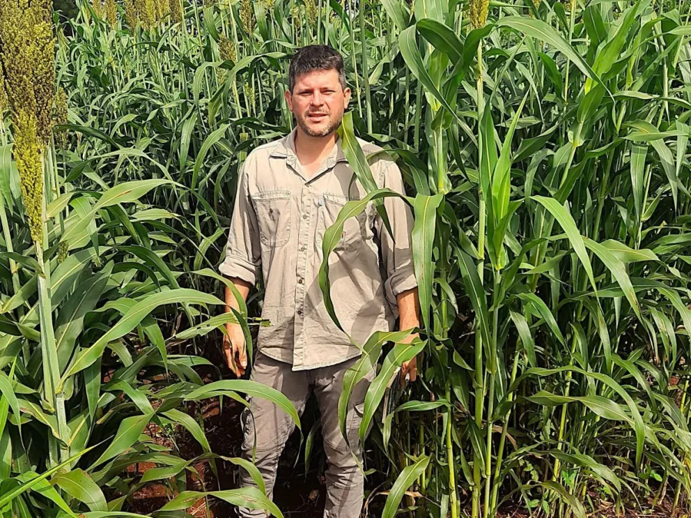 Evaluaron cultivares de sorgo en Misiones para mejorar la producción ganadera