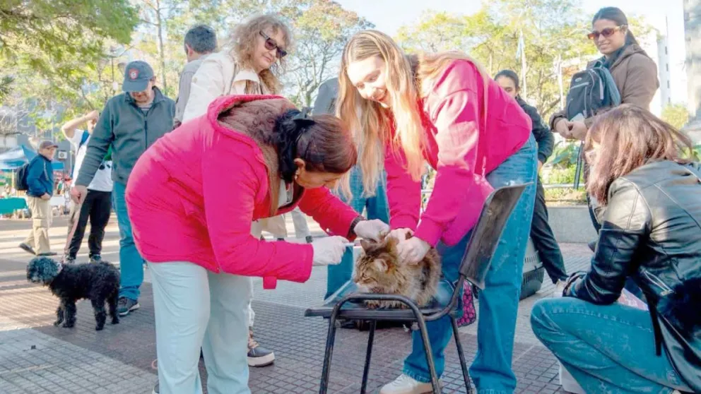 Gatos y perros recibieron su vacuna en una plaza que se llenó de animales en la tarde soleada. Foto: Agustina Vera
