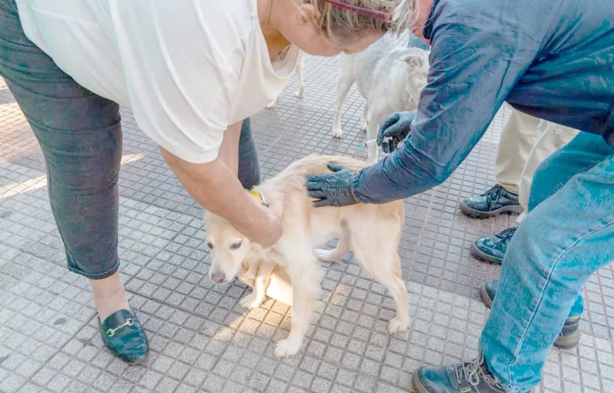 Vacunaci&oacute;n antirr&aacute;bica en la plaza San Mart&iacute;n