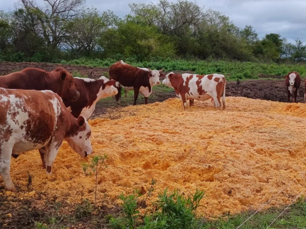 El ganado tiene una alternativa de suplementación con el bagazo de limones y otras frutas. Foto Gentileza Sec Producción de Bella Vista