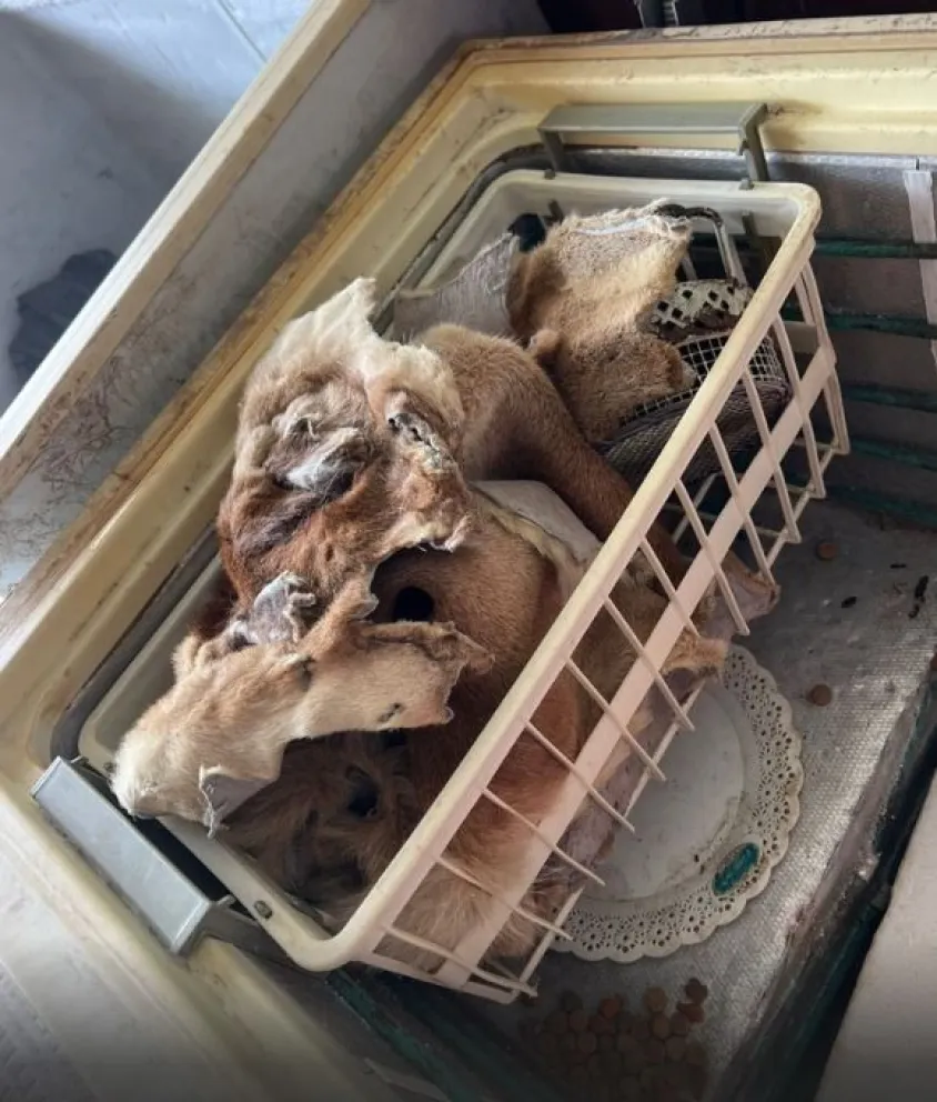 En el allanamiento a la casa de Chagras se encontró escopetas, fotos con animales cazados y un cuero de puma en un freezer.