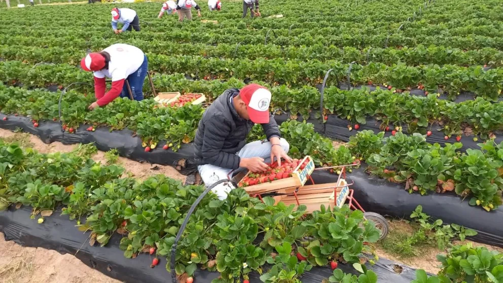 En la localidad resalta el cultivo de frutillas que se distribuyen a gran parte del Nordeste argentino