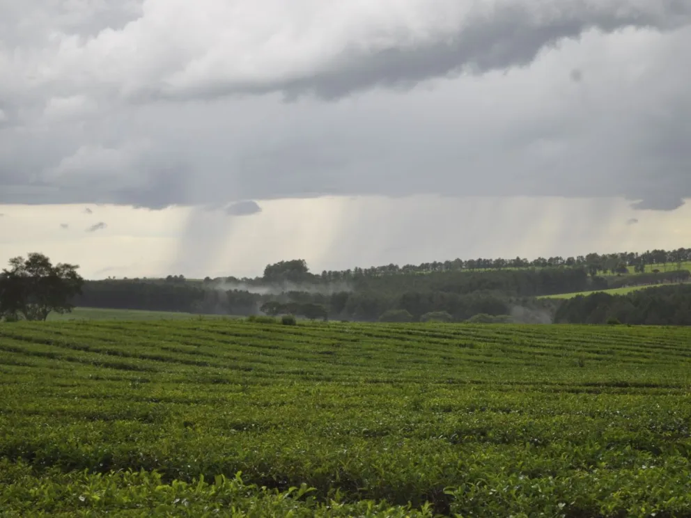 Plantación de té en Colonia Alberdi.
