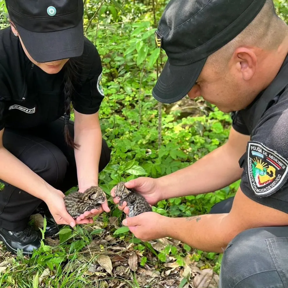 Policía de Misiones.