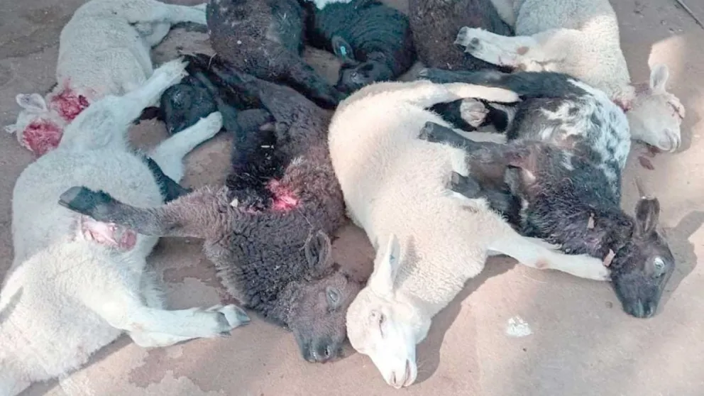 En pocos minutos varios corderos fueron presas de los felinos.  Foto: gentileza