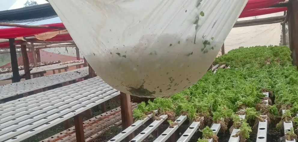 El granizo hizo estragos en las producciones de hortalizas de Siete Estrellas.