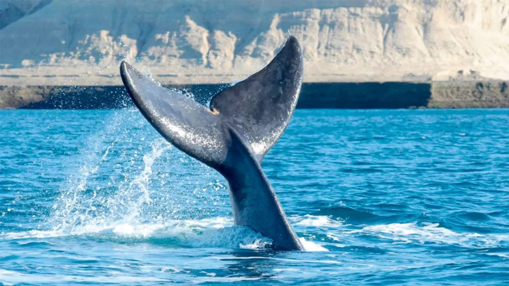 Puerto Pirámides, el pueblo patagónico  donde las  ballenas  son parte  del paisaje