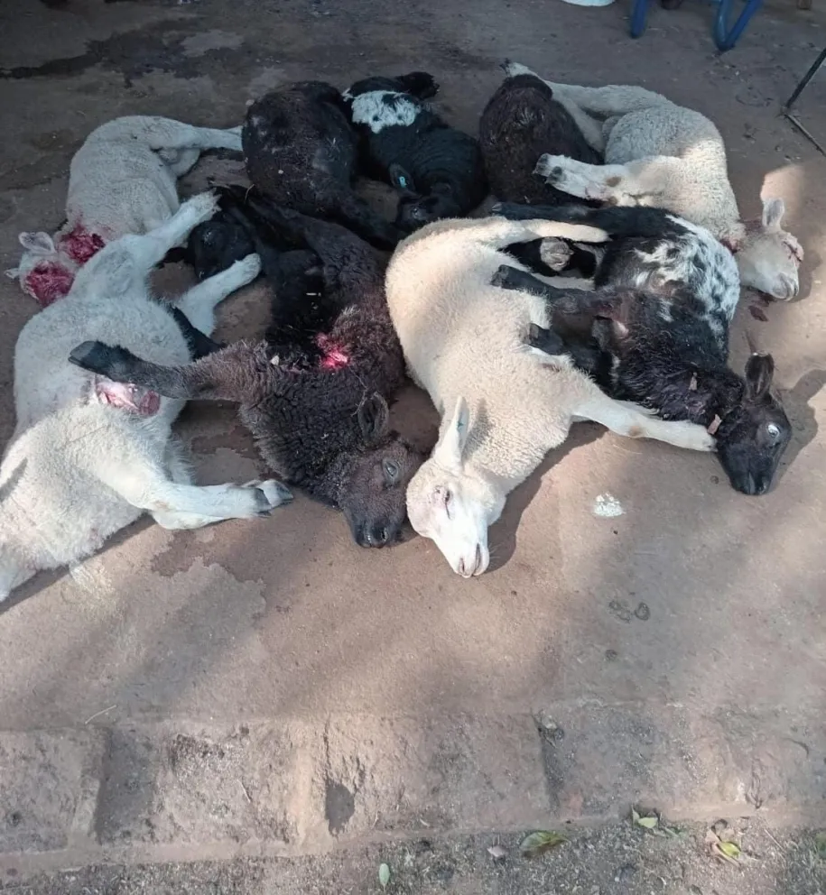 El ataque del viernes pasado sorprendió por la muerte de doce corderos. foto gentileza familia Miño