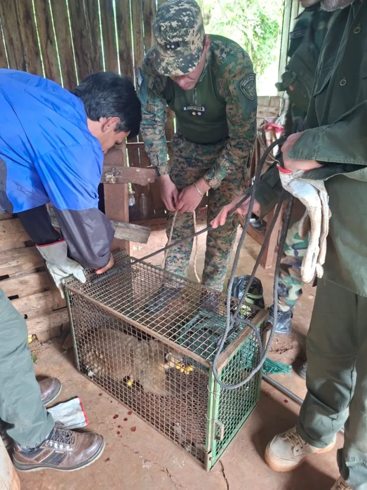 El animal estaba en cautiverio, encerrado en una jaula. //Foto: Policía de Misiones.