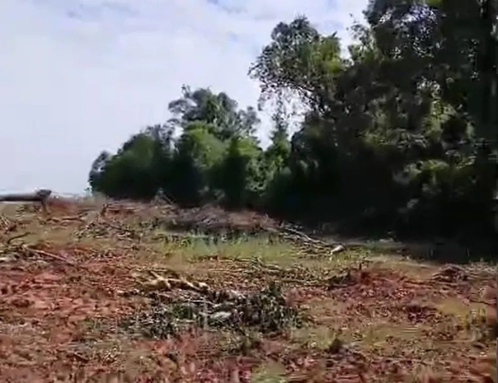Menos yerbales en Itapúa, los productores erradican plantas viejas y nuevas por falta de precios.