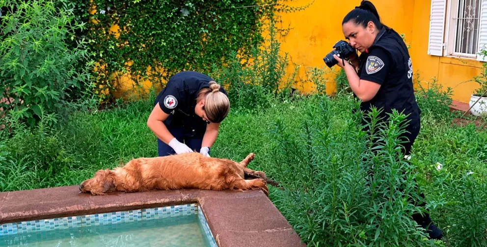En 2025 se registró el mayor auge de casos de maltrato en Misiones, entre ellos el ocurrido en noviembre en Itaembé Miní donde un can falleció y otro fue rescatado en estado de abandono. 